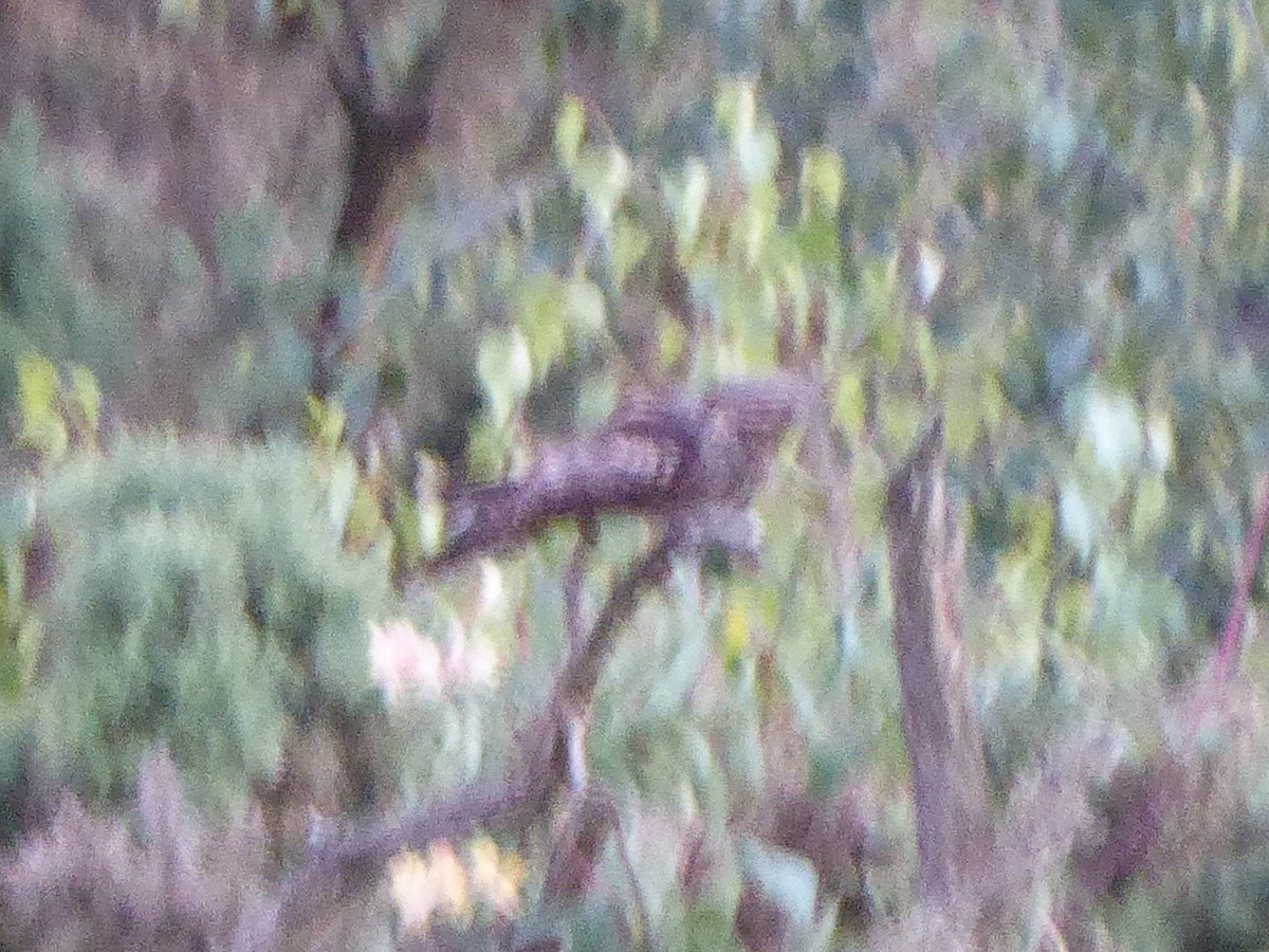 Eurasian Nightjar - ML646283668