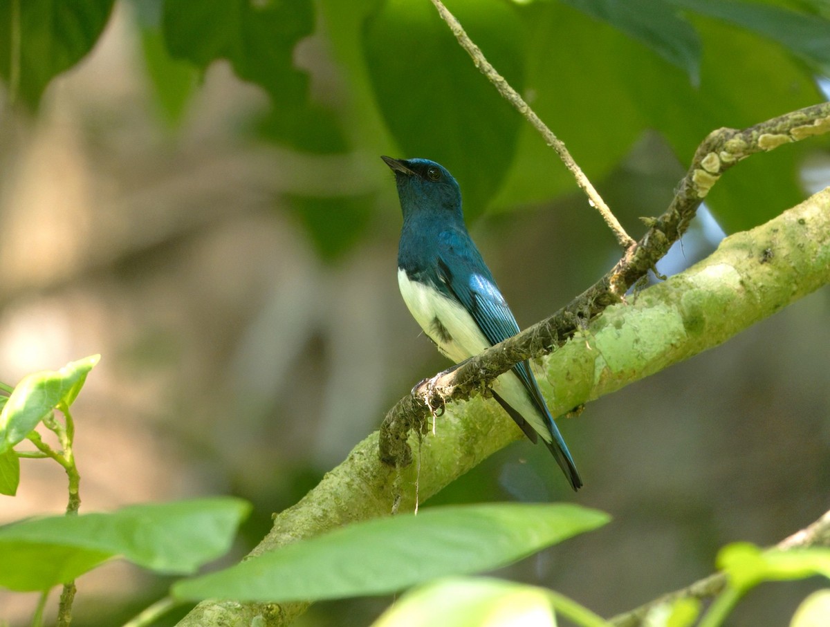 Zappey's Flycatcher - ML646283675