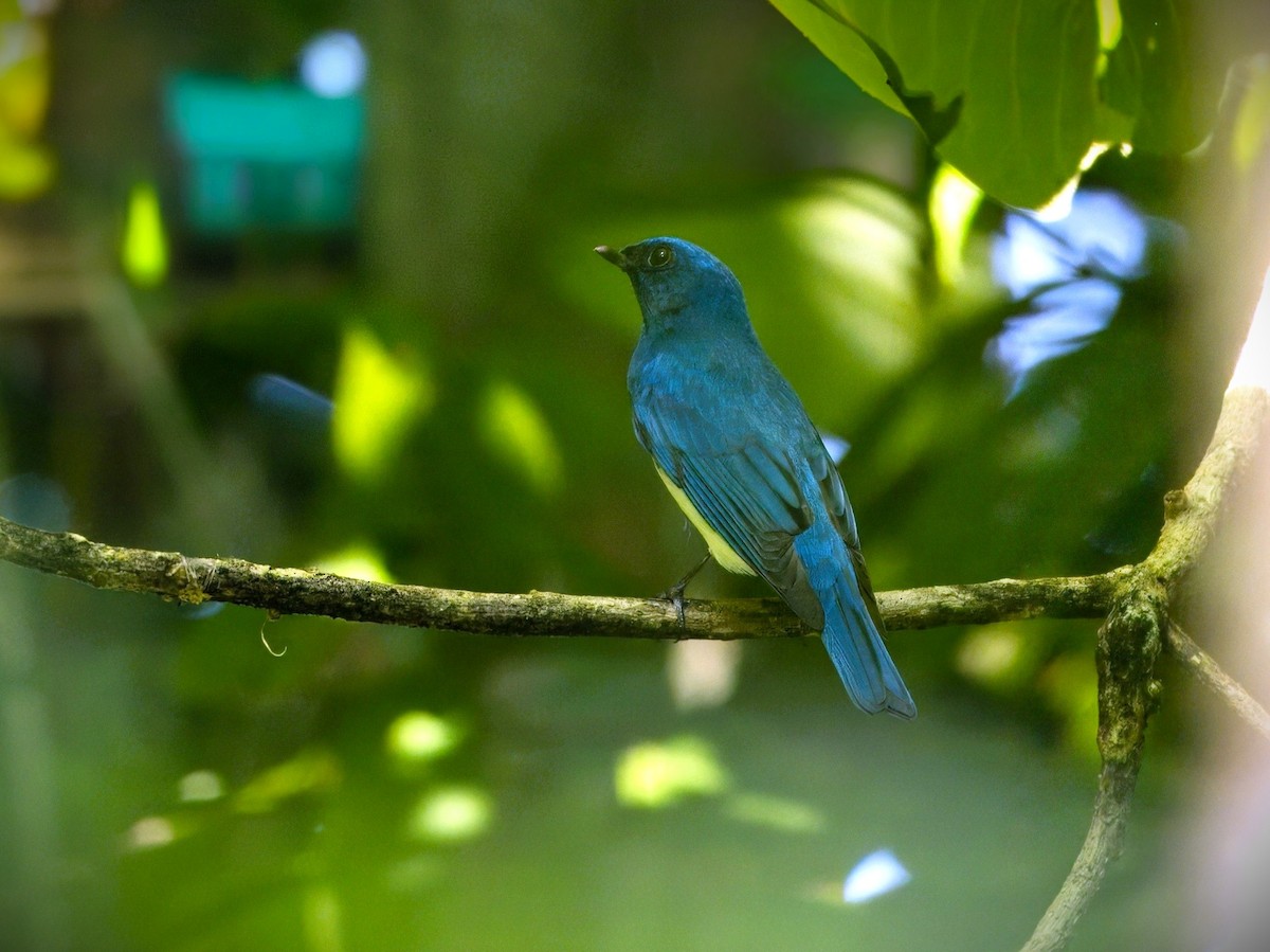 Zappey's Flycatcher - ML646283678