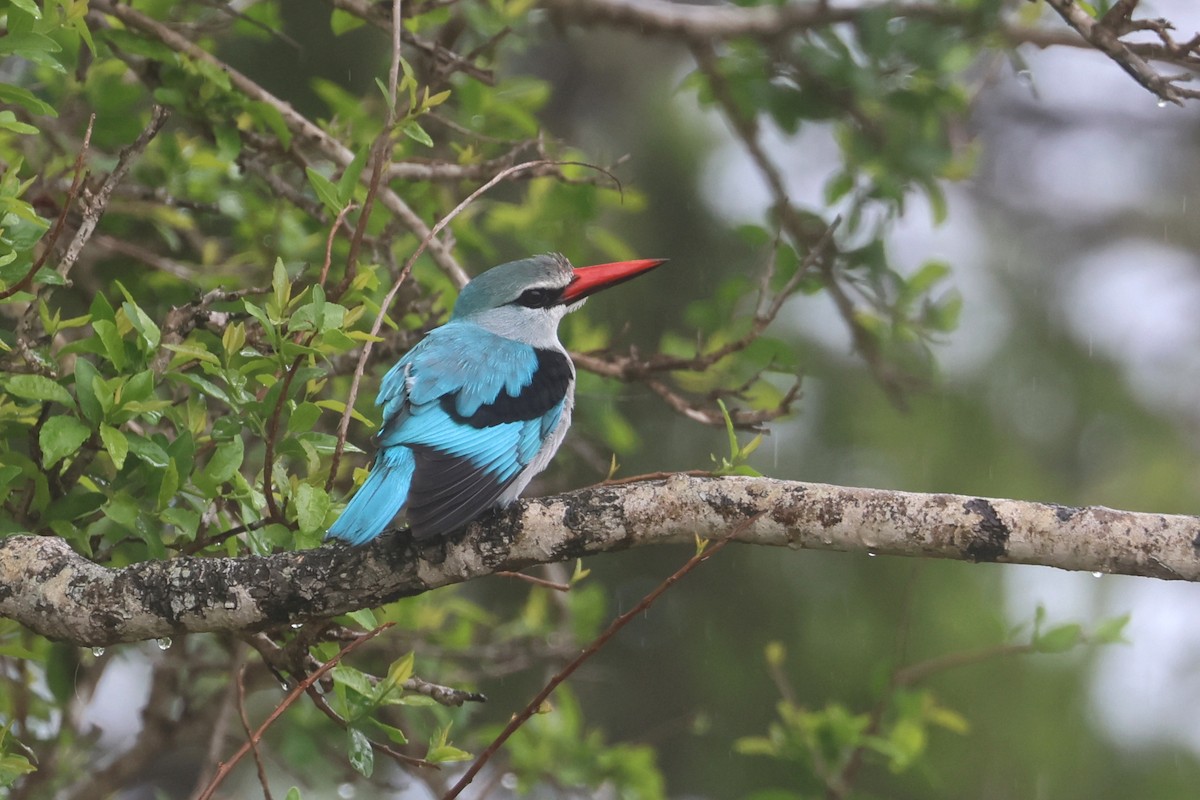 Woodland Kingfisher - ML646283681