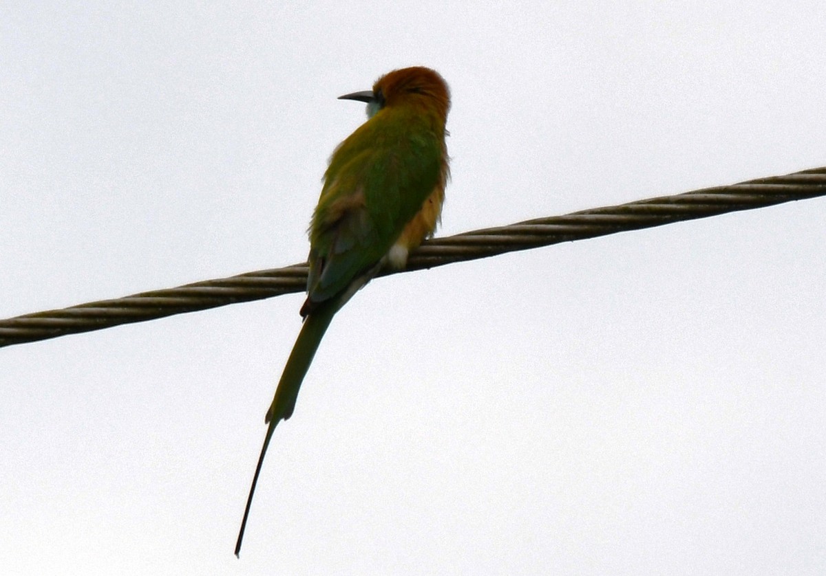Asian Green Bee-eater - ML646283682