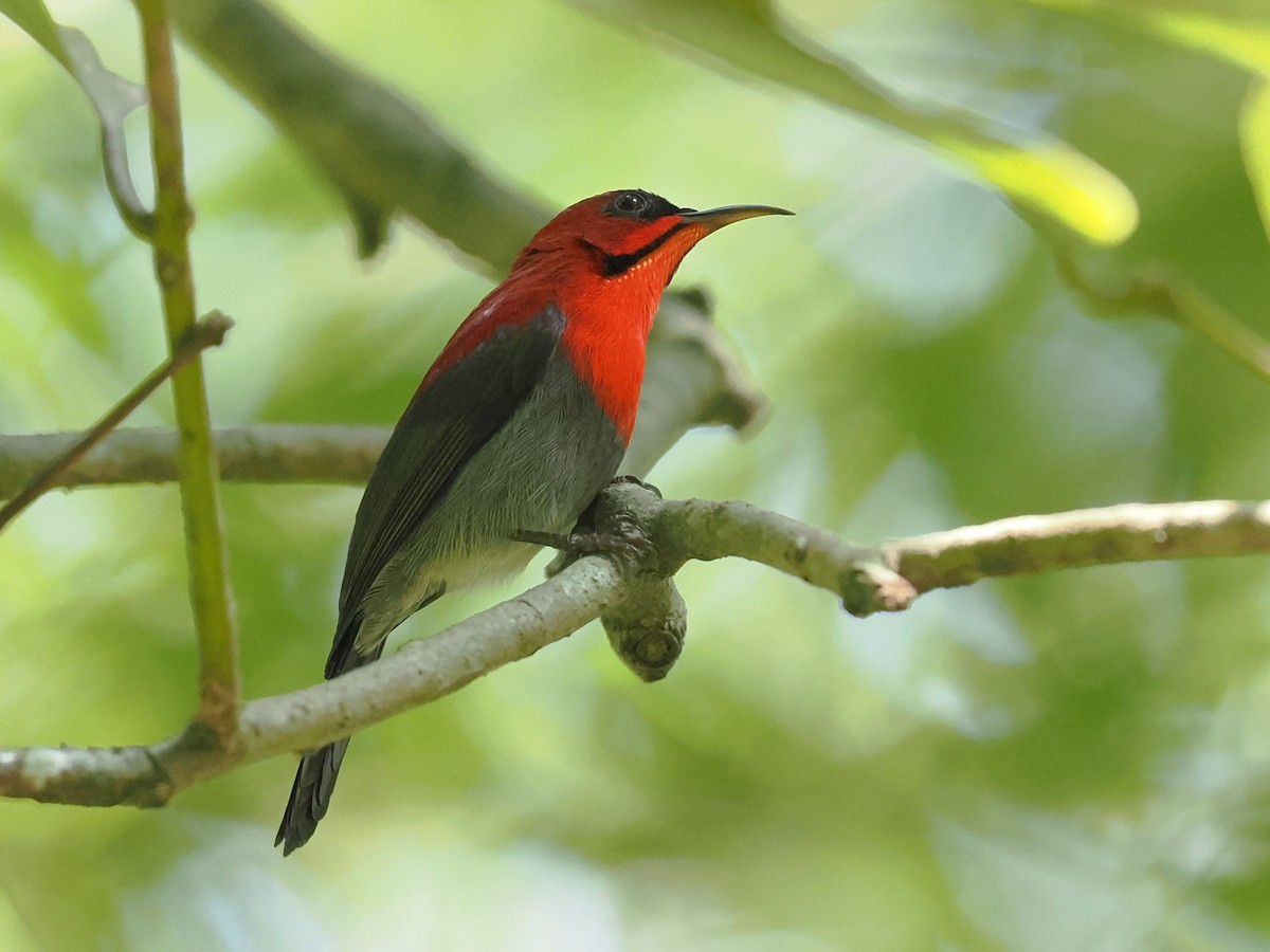Crimson Sunbird - ML646283683