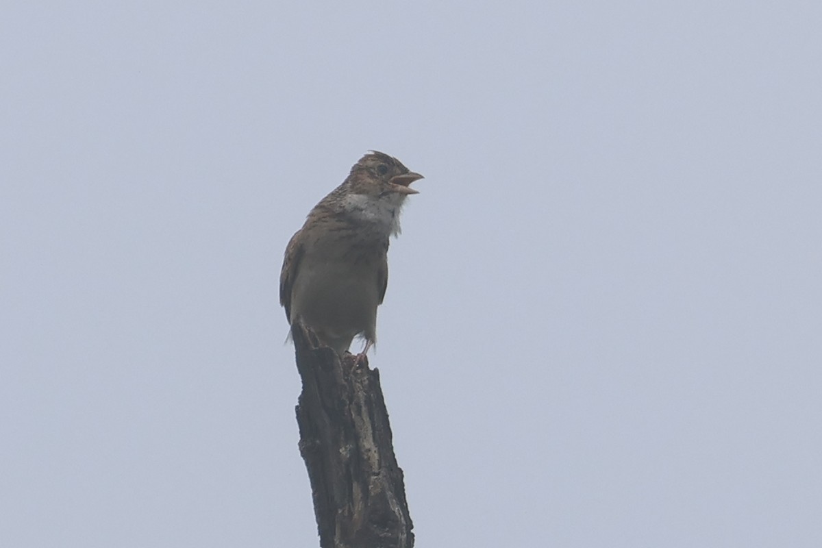 Monotonous Lark - ML646283685