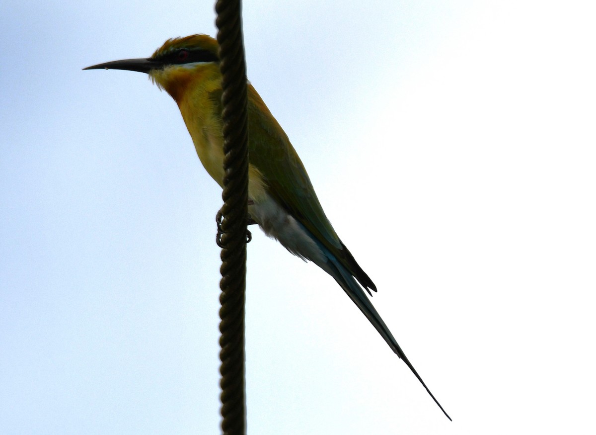 Blue-tailed Bee-eater - ML646283686