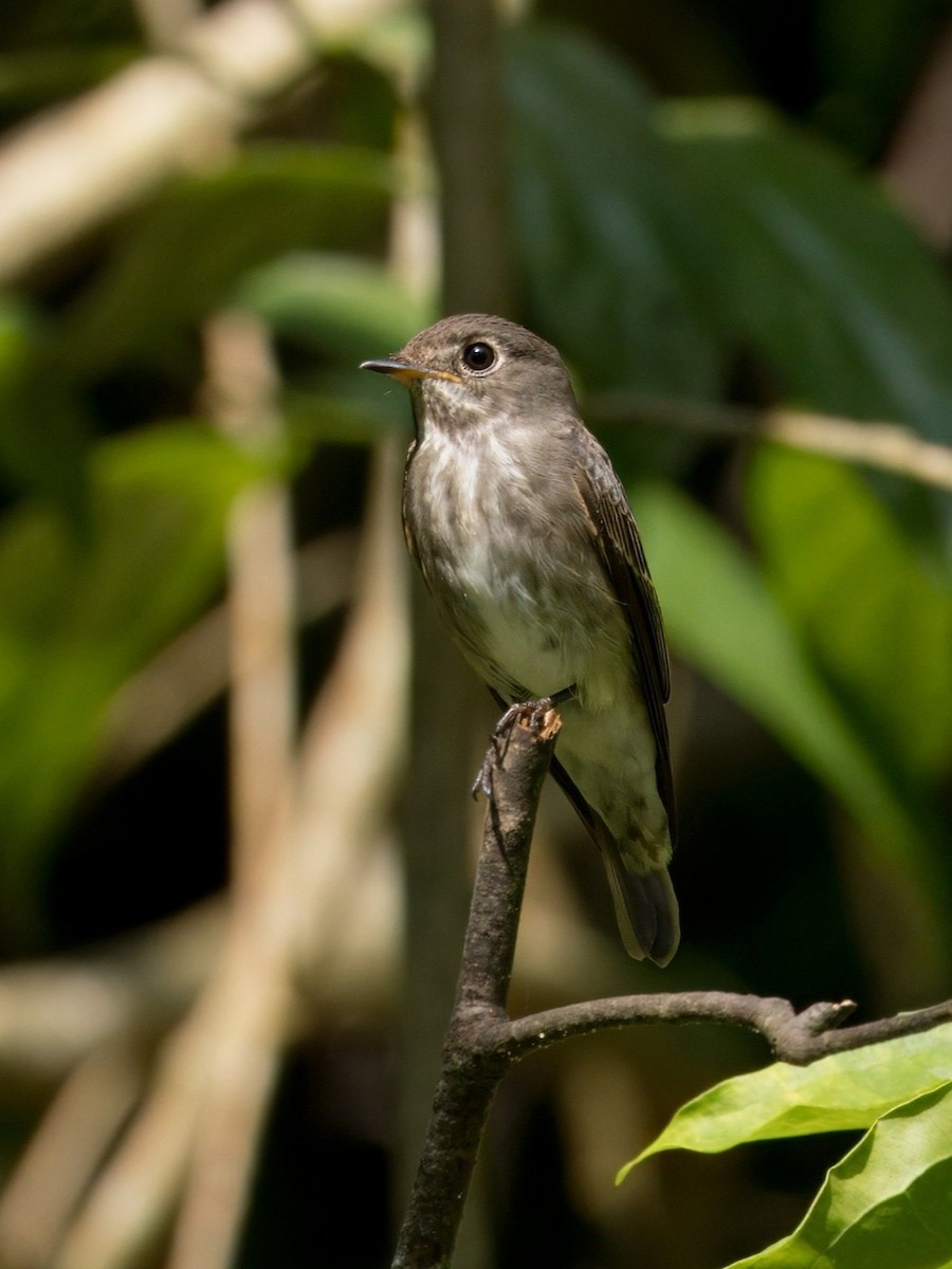 Dark-sided Flycatcher - ML646283687