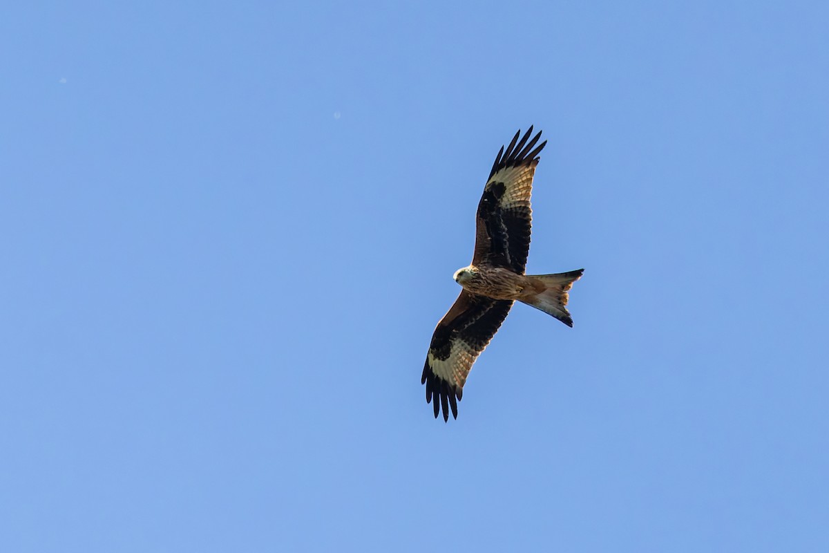 Red Kite - ML646283688