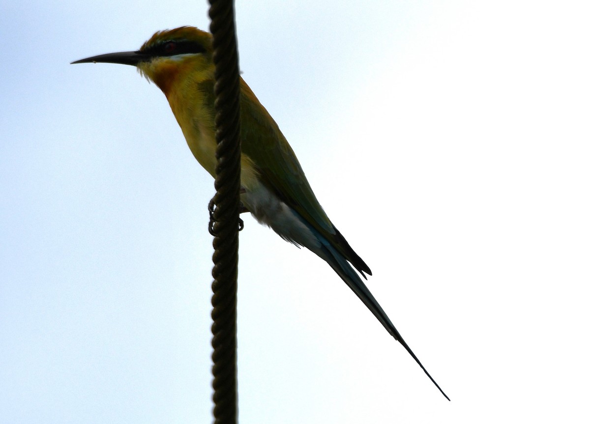 Blue-tailed Bee-eater - ML646283689