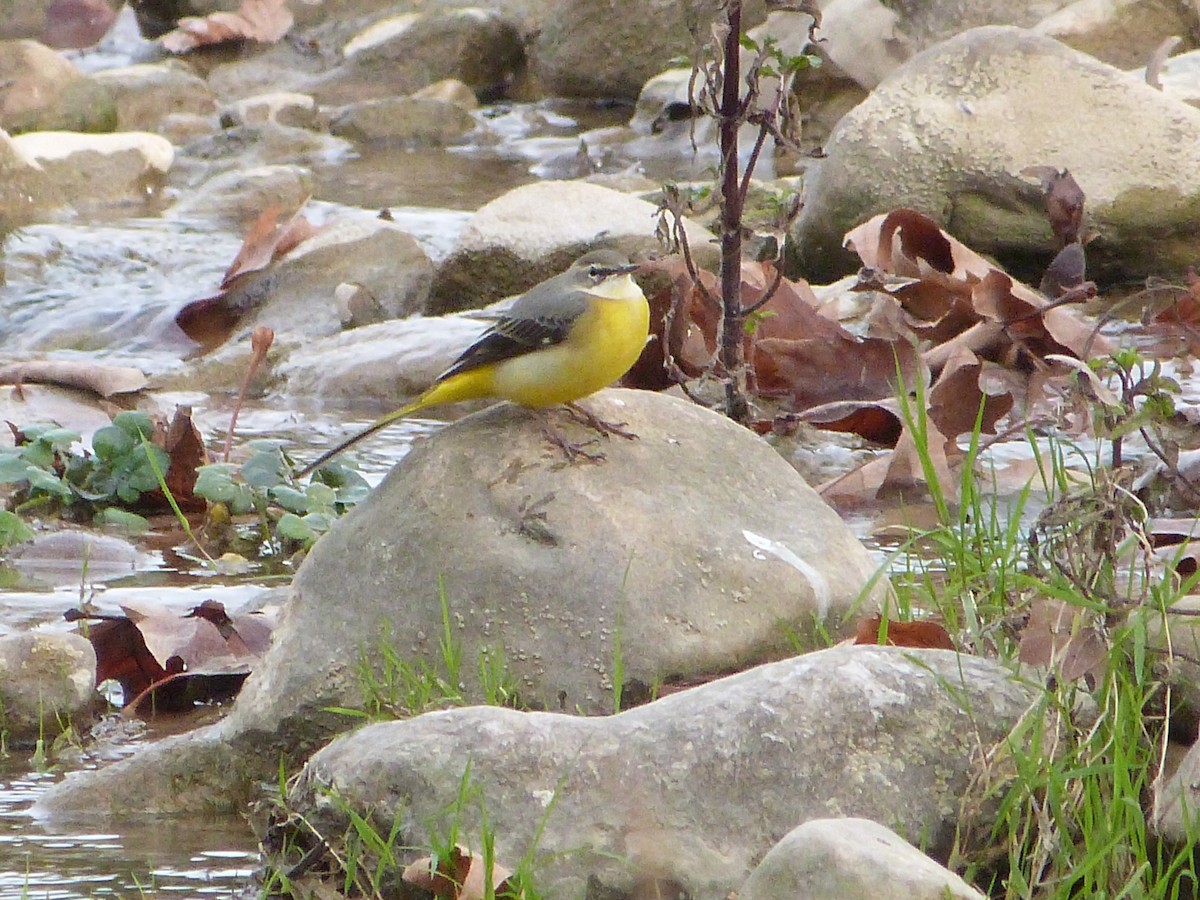 Gray Wagtail - ML646283690