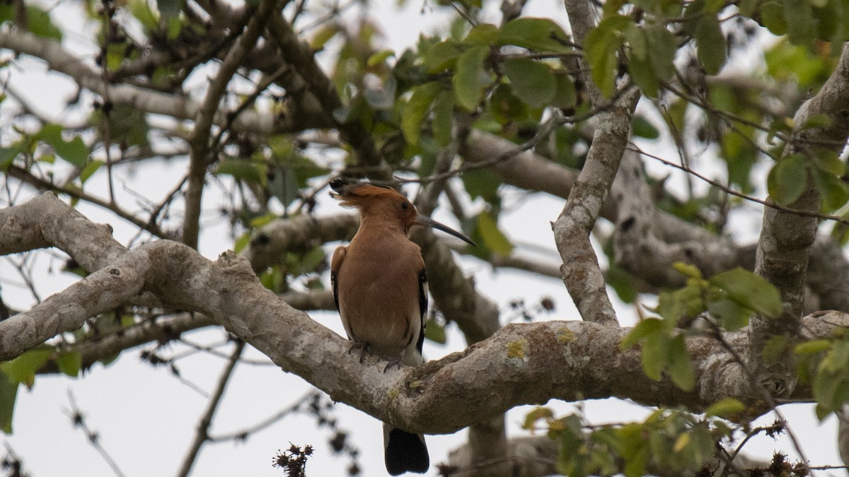 Common Hoopoe - ML646283691