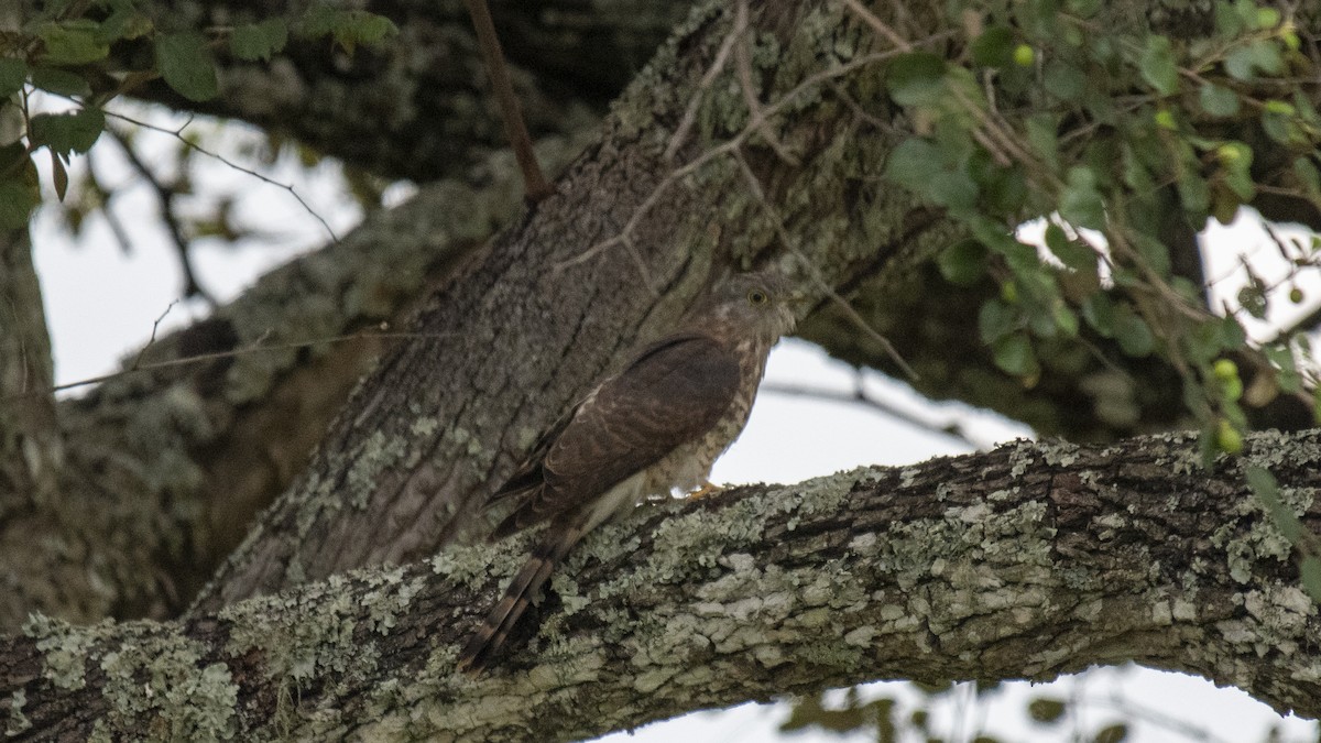 Common Hawk-Cuckoo - ML646283692