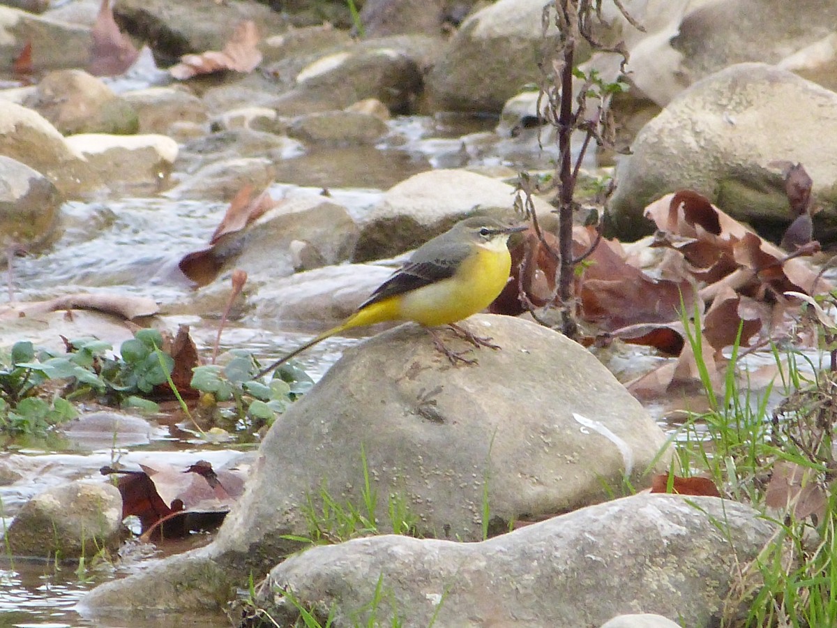 Gray Wagtail - ML646283693