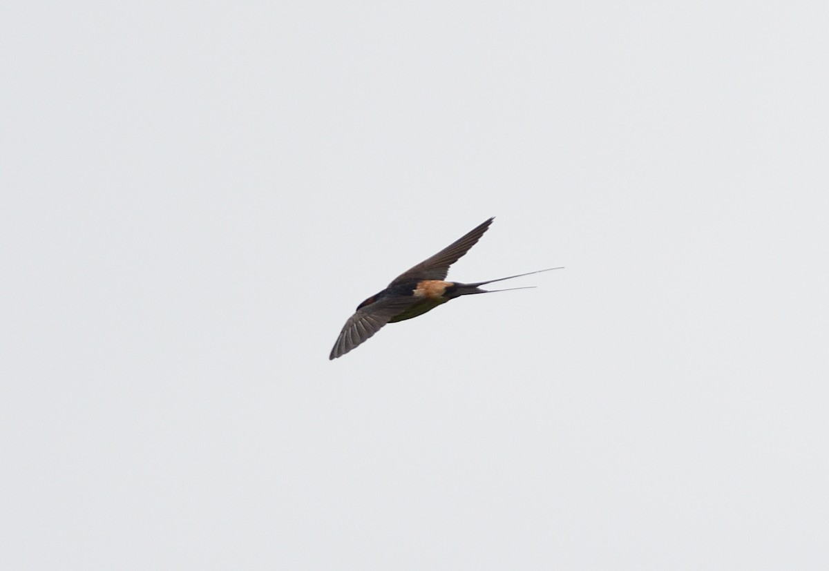 Eastern Red-rumped Swallow - ML646283694
