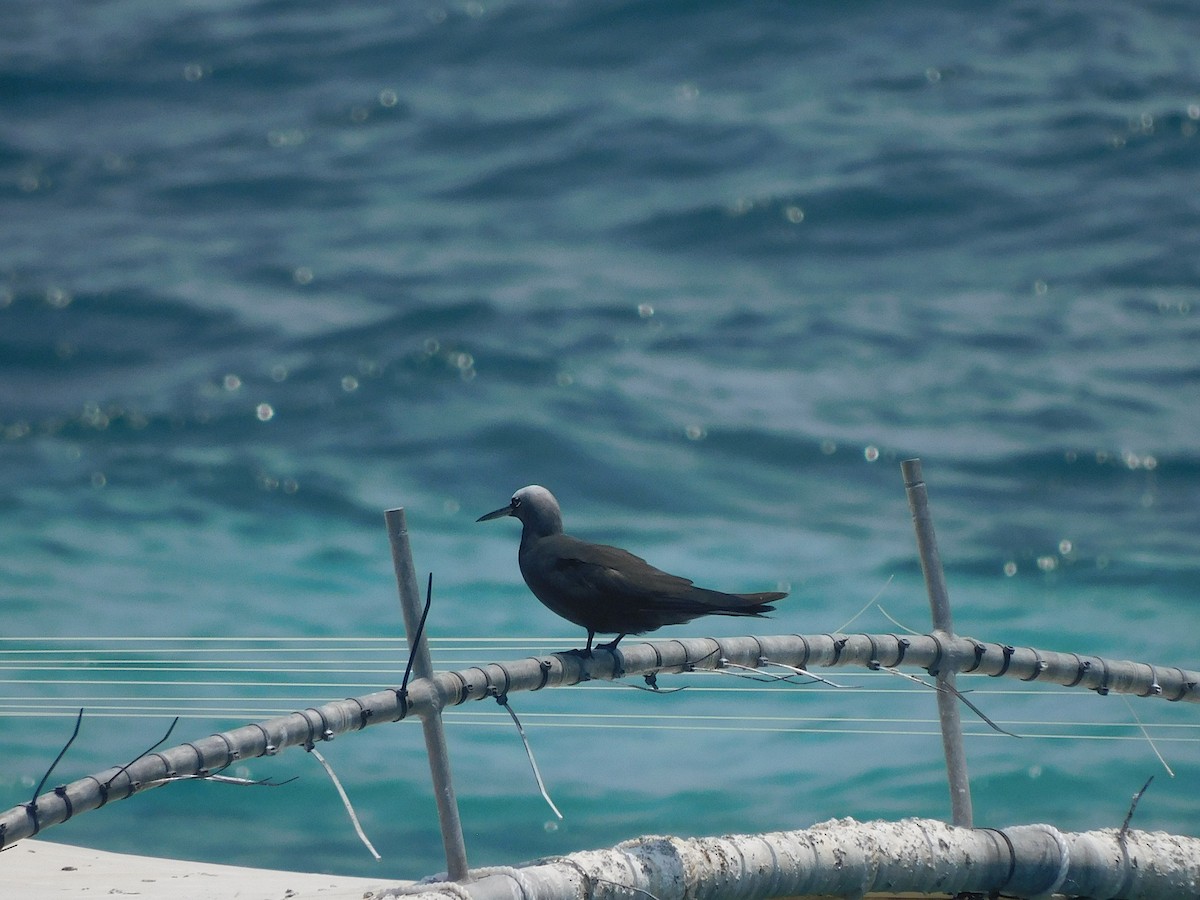 Black Noddy - ML646283695