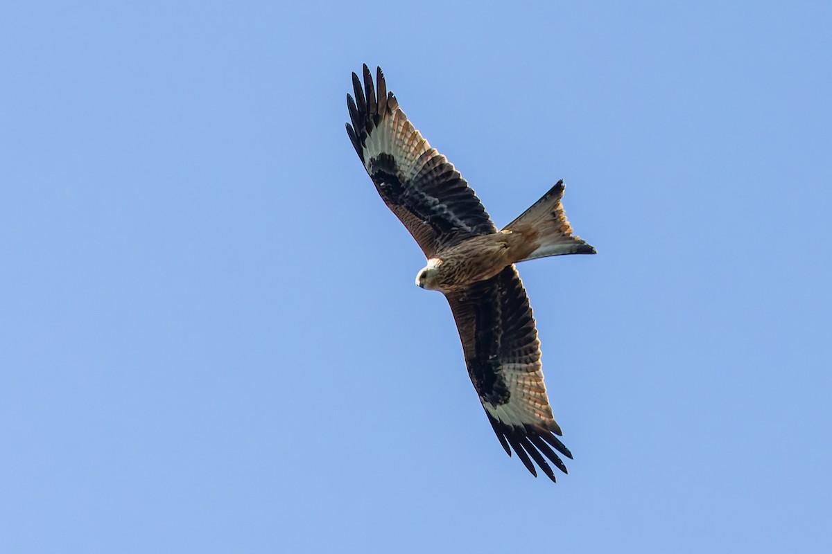 Red Kite - ML646283696