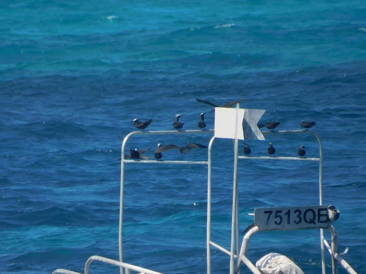 Black Noddy - ML646283697