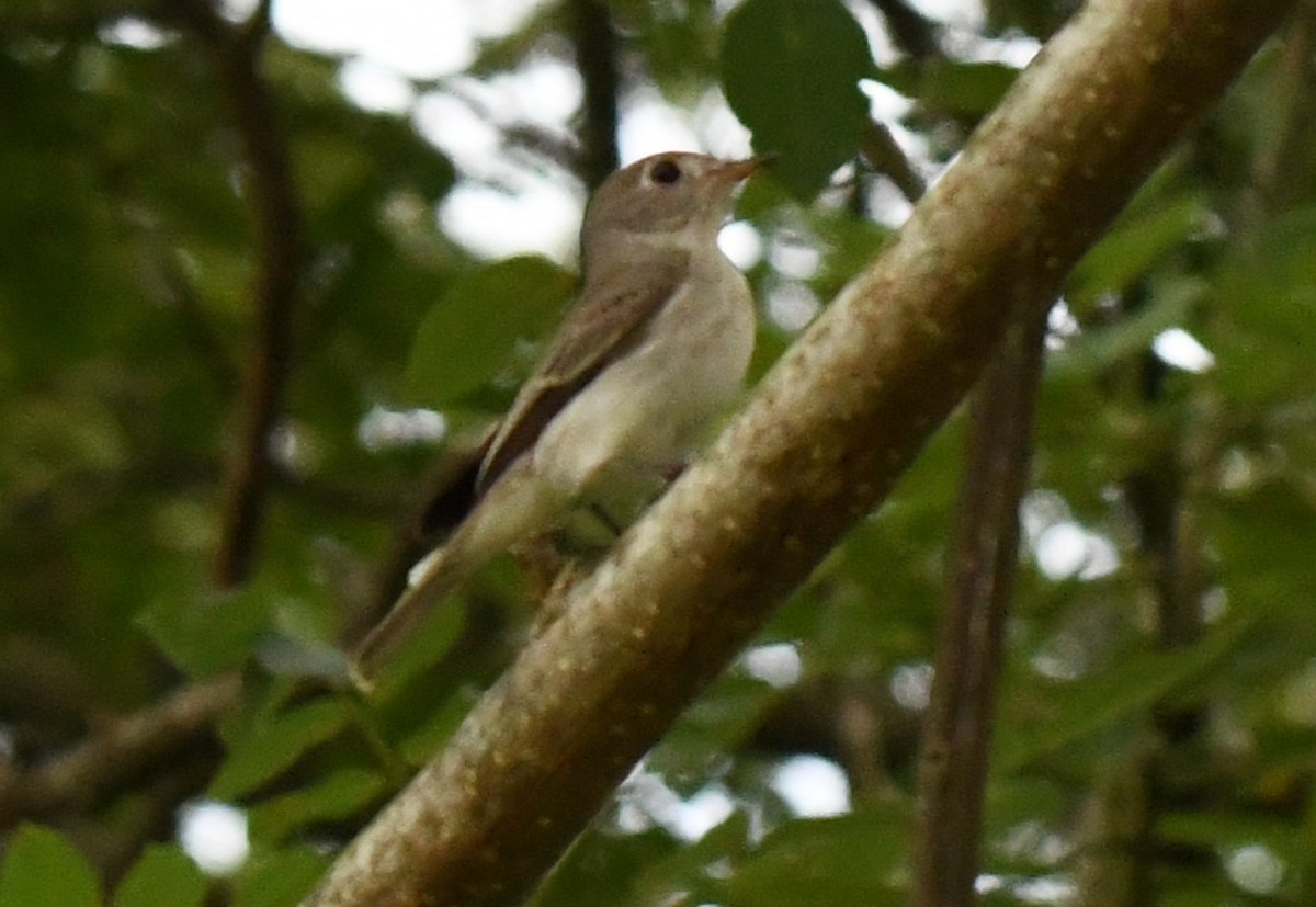 Asian Brown Flycatcher - ML646283698