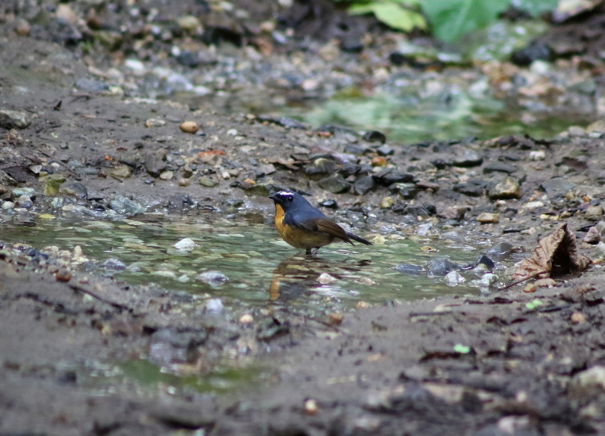 Snowy-browed Flycatcher - ML646283699