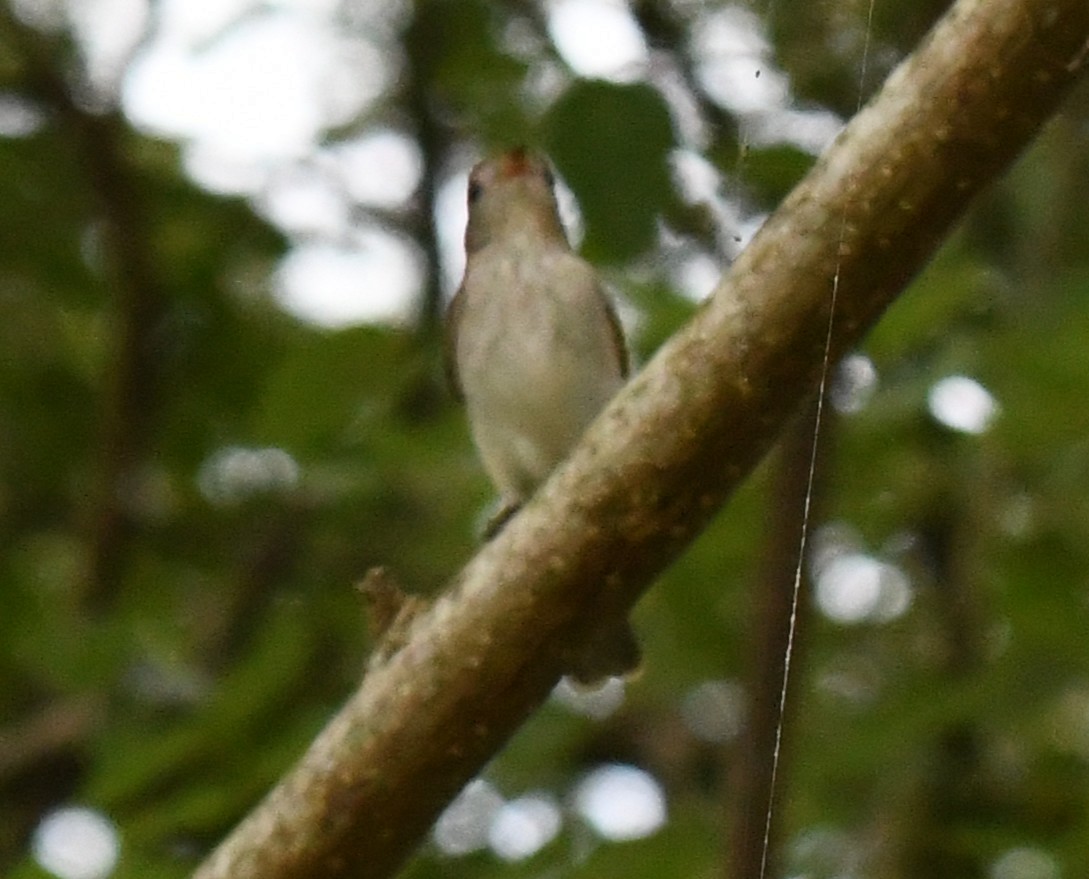 Asian Brown Flycatcher - ML646283700