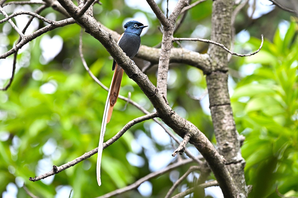 African Paradise-Flycatcher - ML646283701