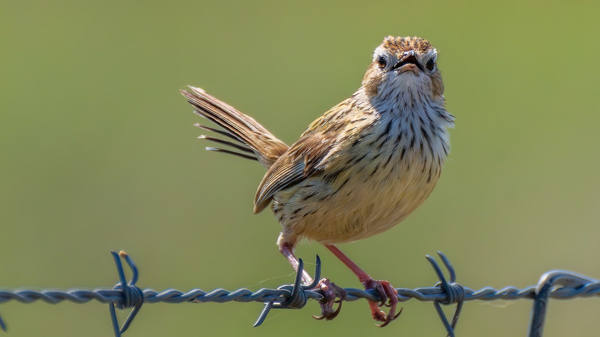 Striated Fieldwren - ML646283702