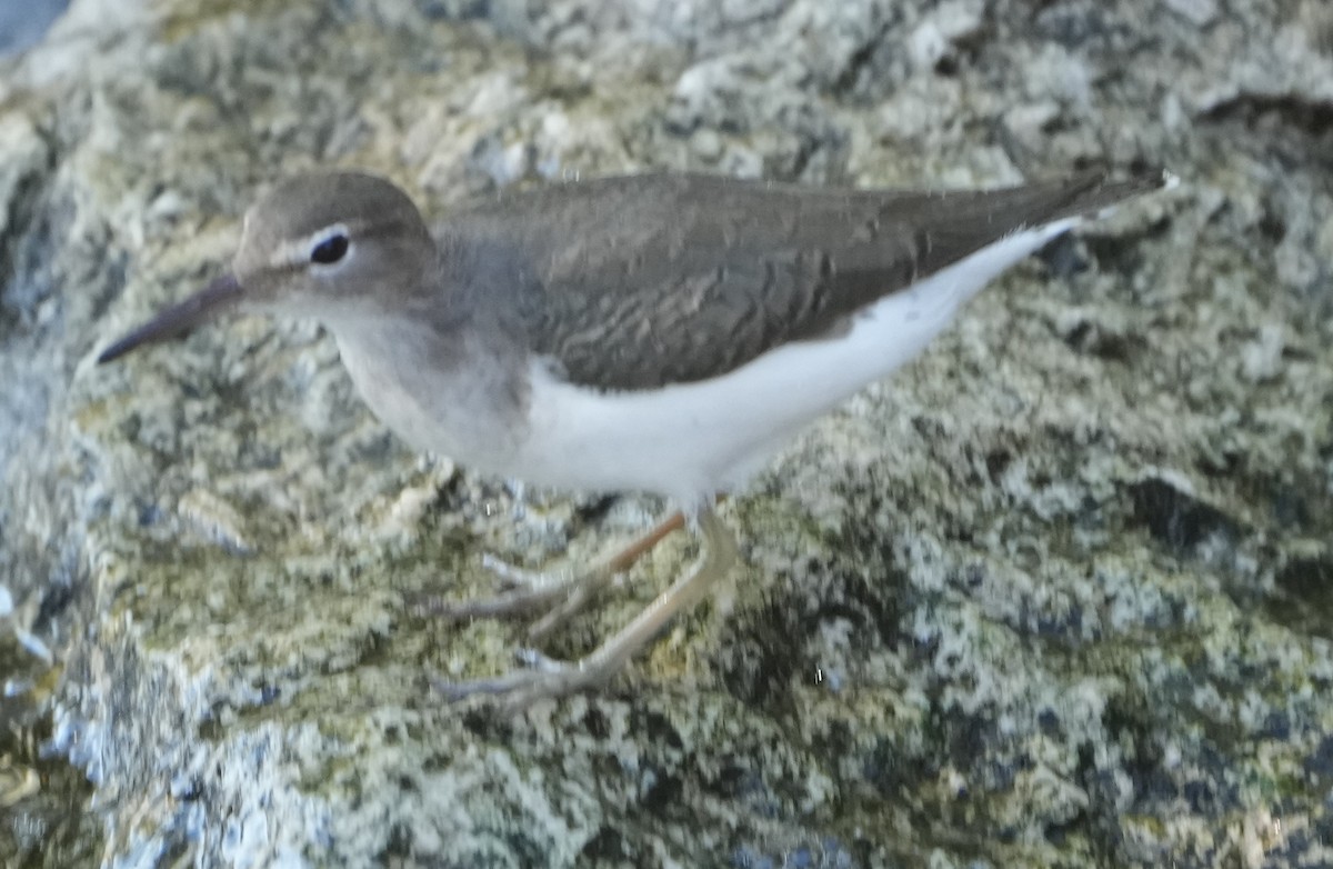 Spotted Sandpiper - ML646283703