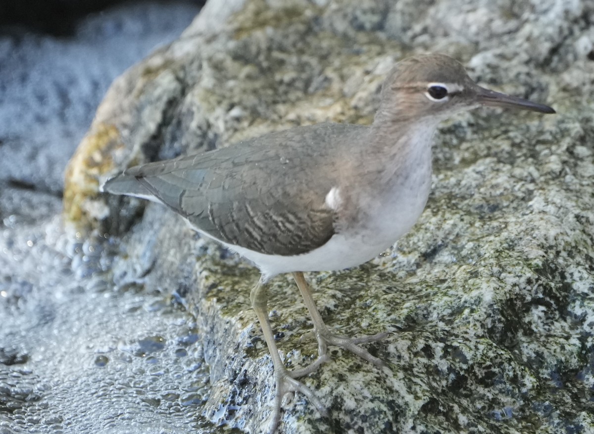 Spotted Sandpiper - ML646283704