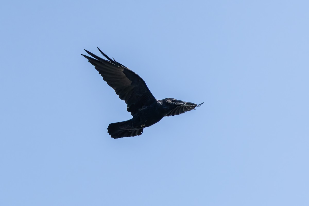 Common Raven - ML646283705