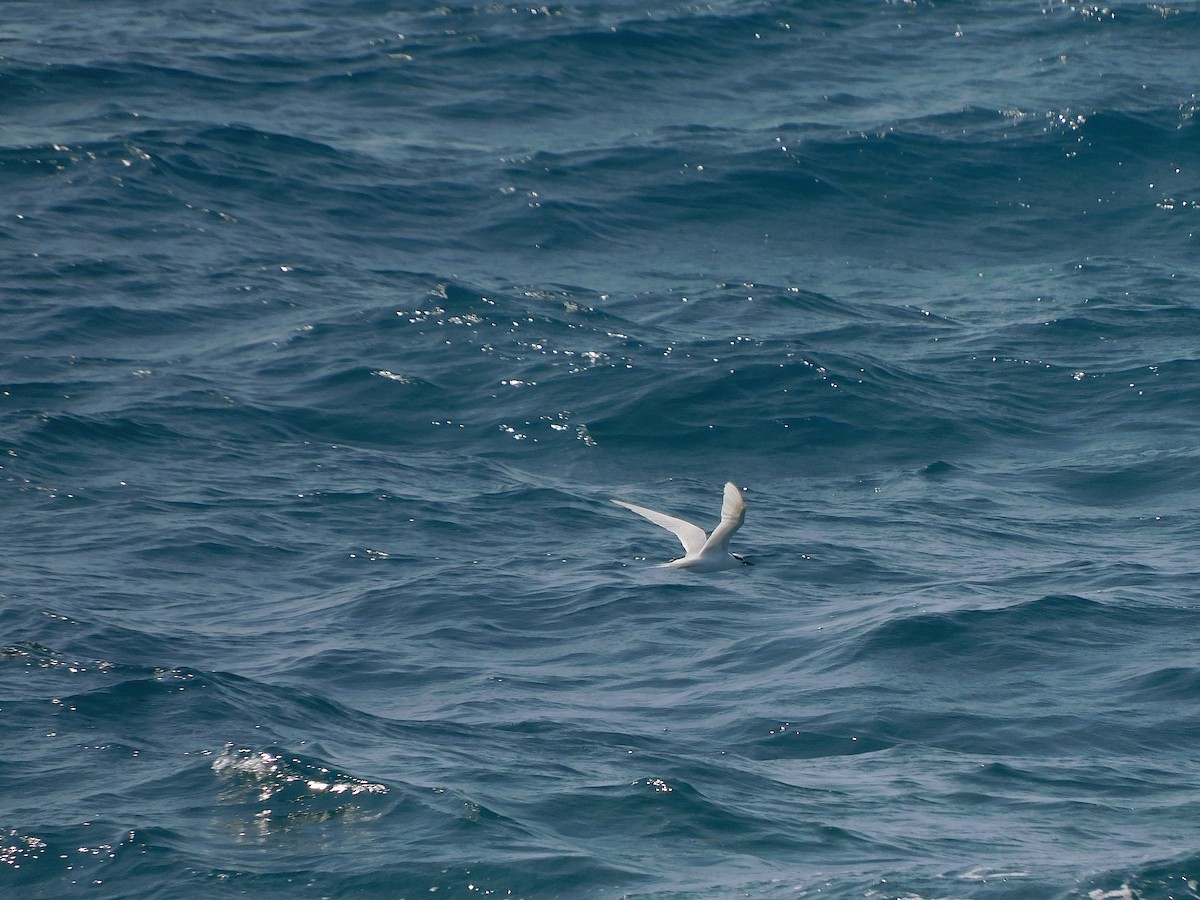Black-naped Tern - ML646283706