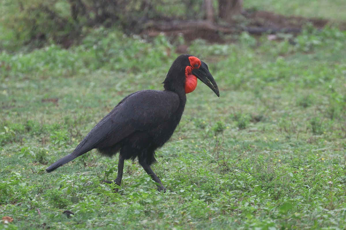Southern Ground-Hornbill - ML646283707