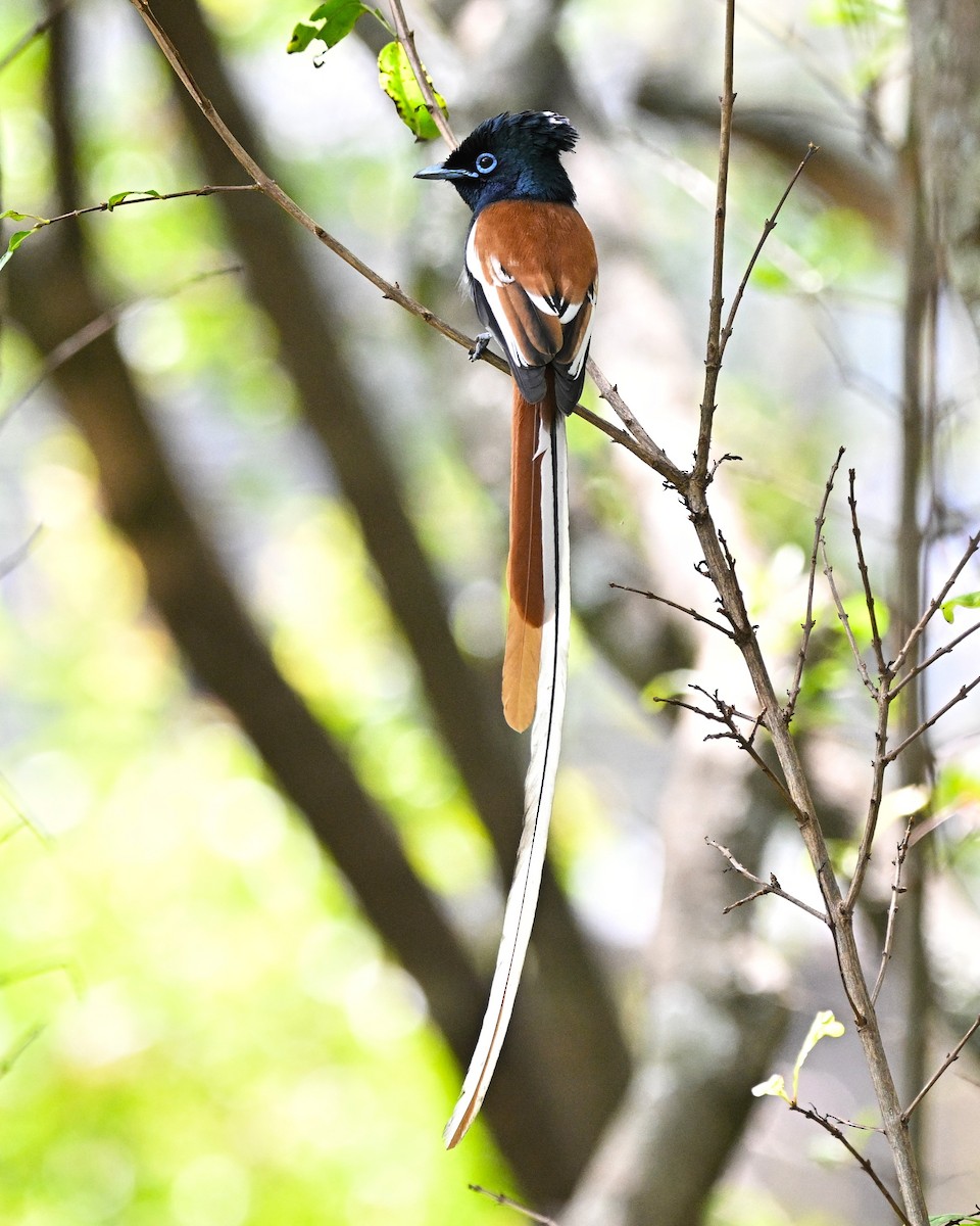 African Paradise-Flycatcher - ML646283710