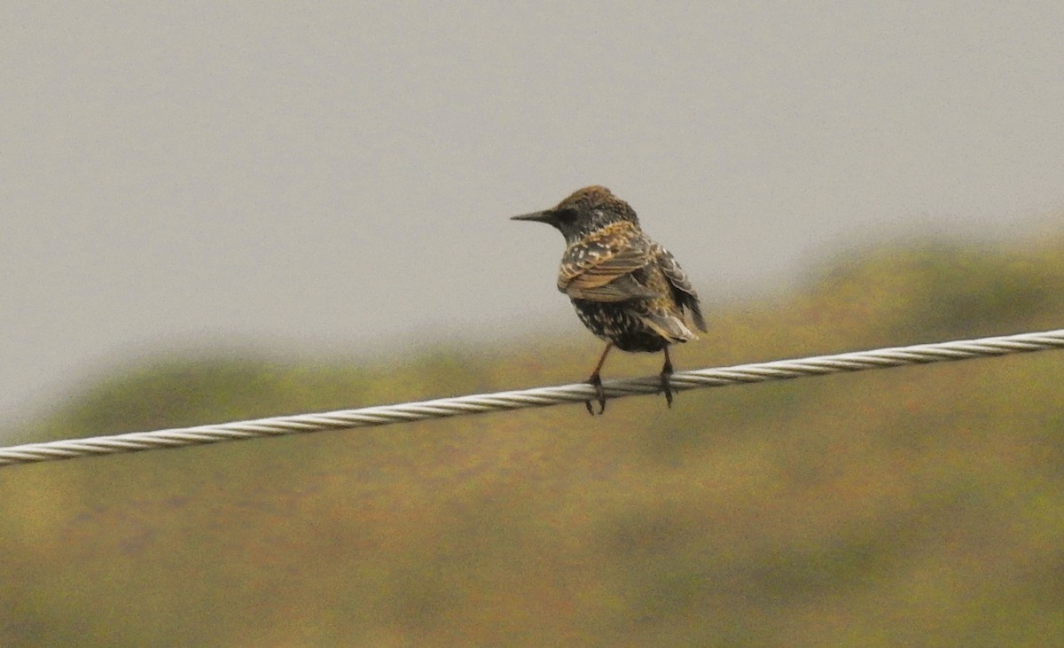 European Starling - ML646283711