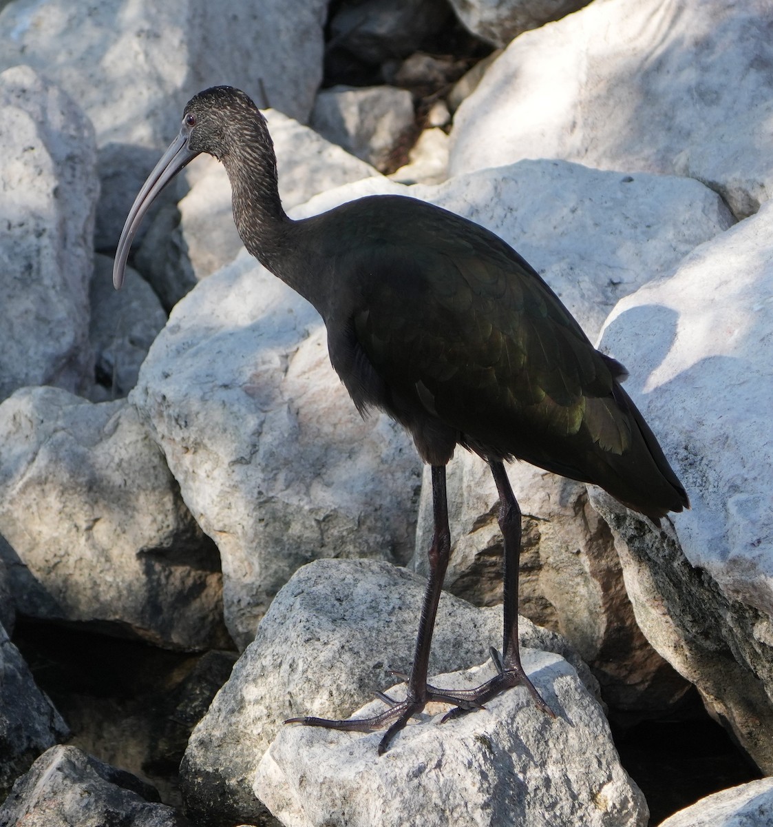 White-faced Ibis - ML646283713