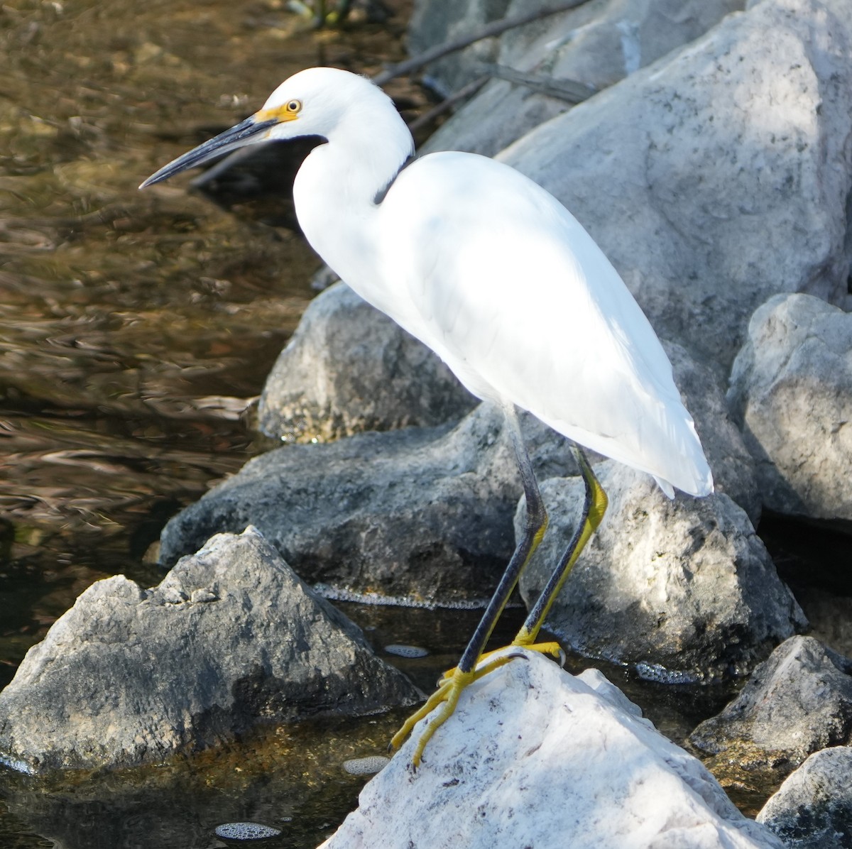 Snowy Egret - ML646283714