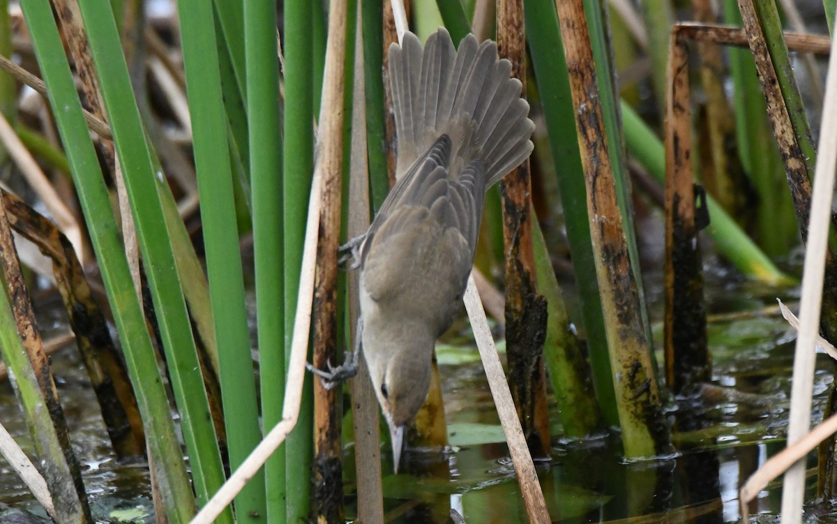 קנית אפריקנית - ML646283715