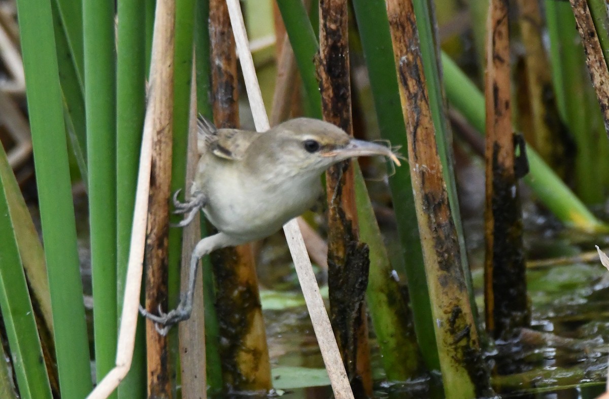 קנית אפריקנית - ML646283716