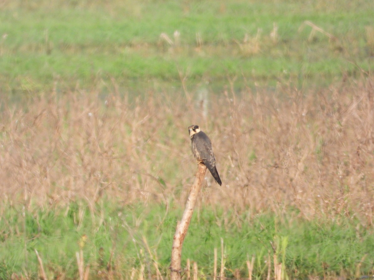 Eurasian Hobby - ML646283718