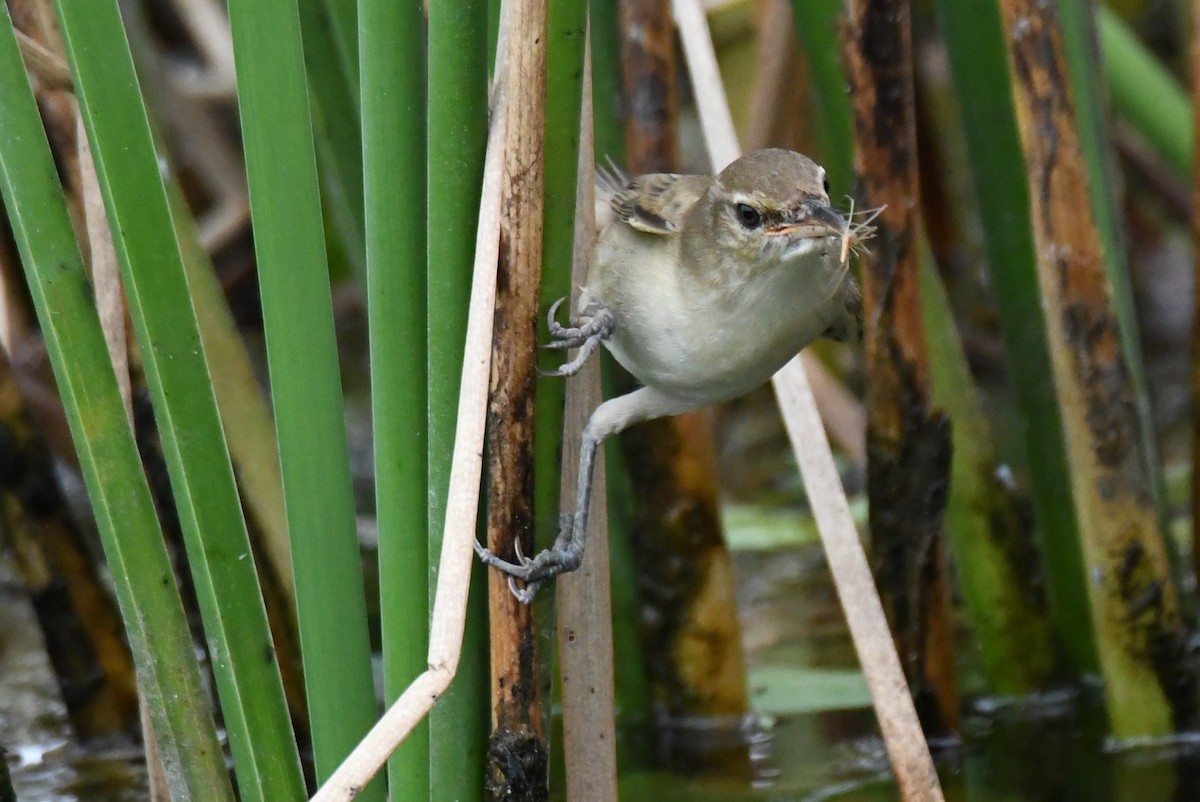 קנית אפריקנית - ML646283721