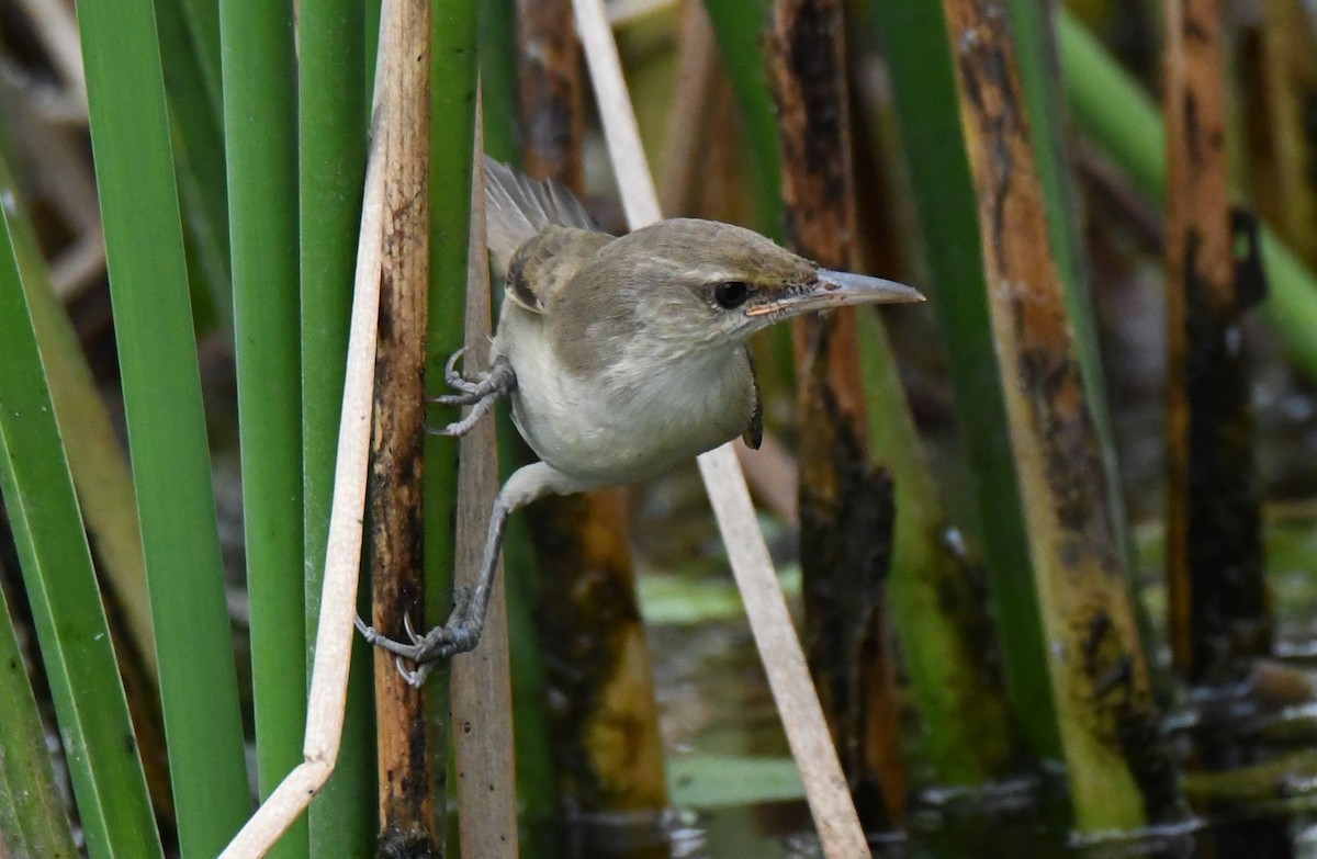 קנית אפריקנית - ML646283724