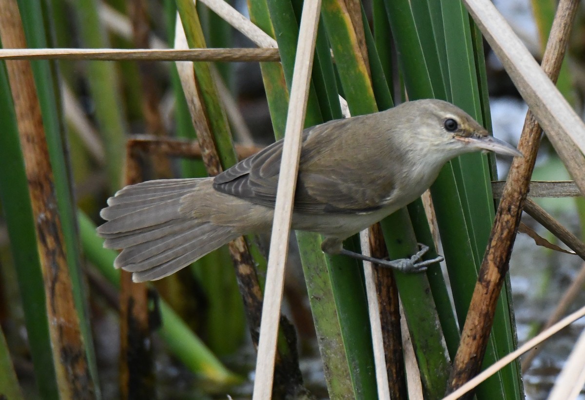 קנית אפריקנית - ML646283728