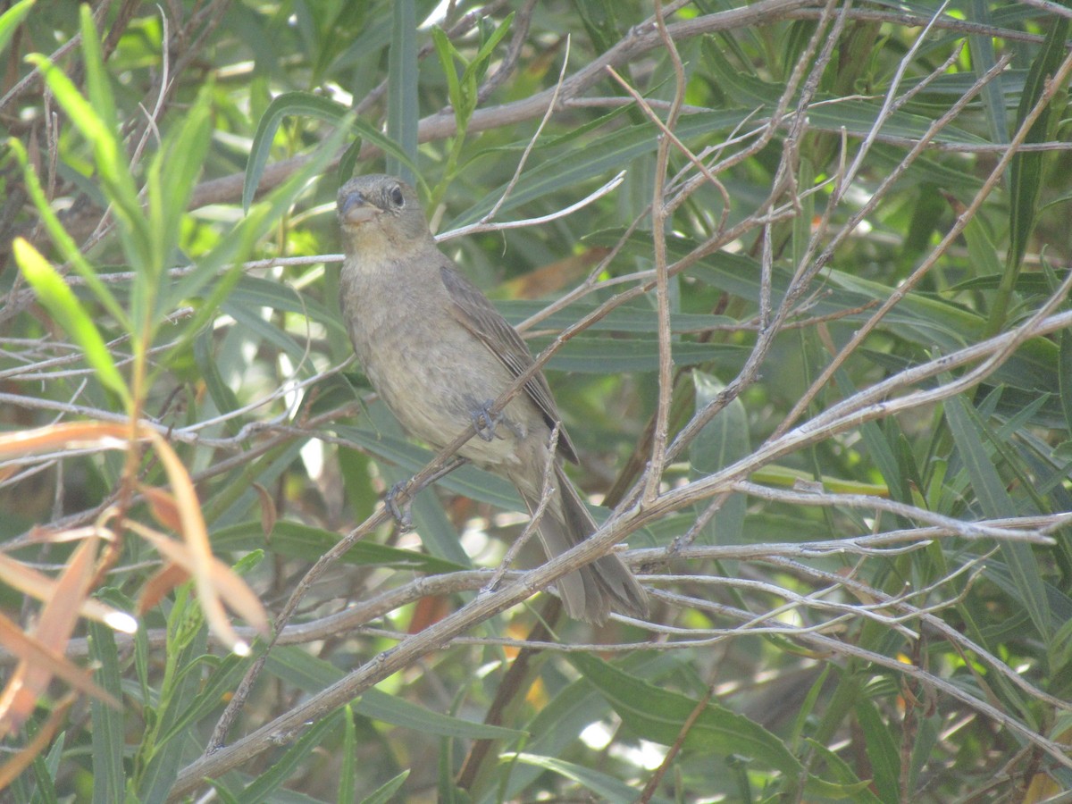 Varied Bunting - ML646283731