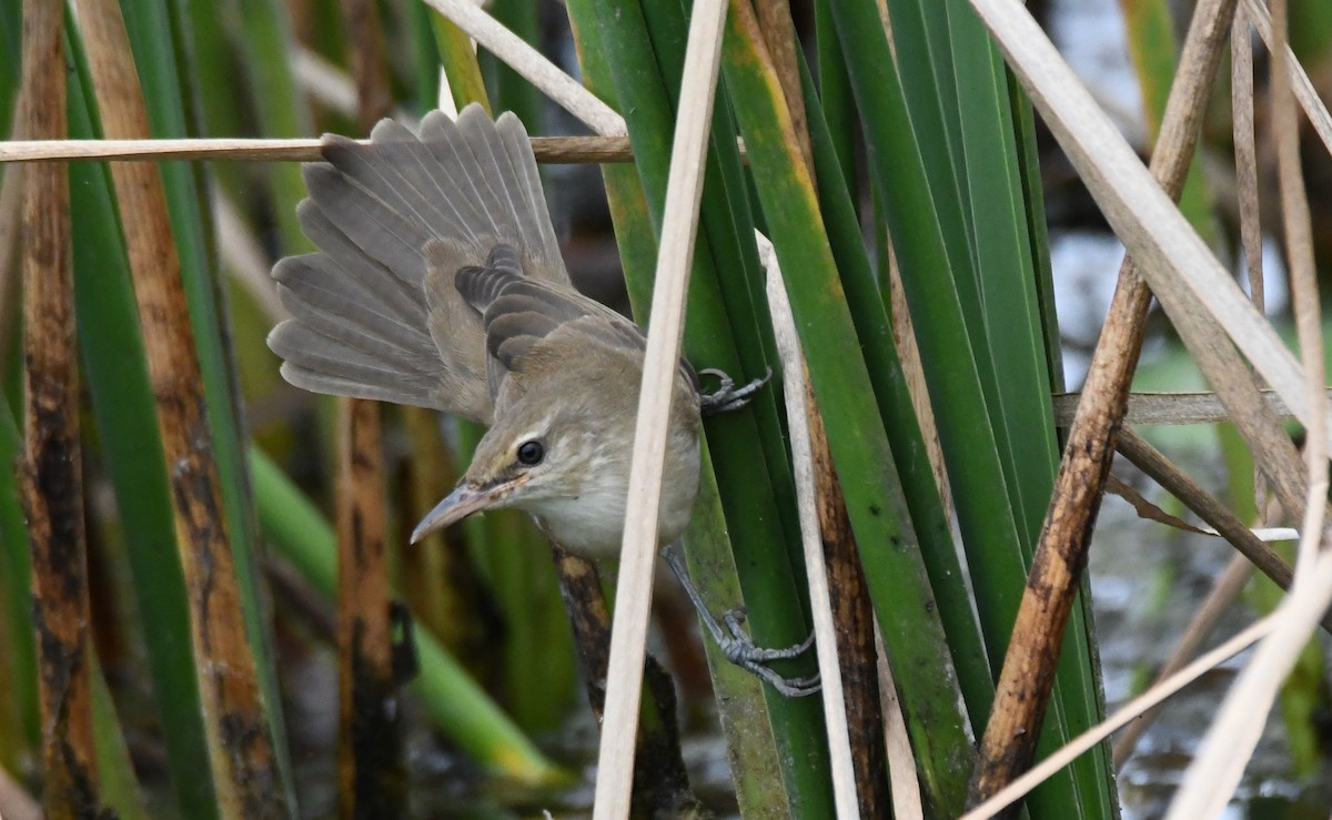 קנית אפריקנית - ML646283732