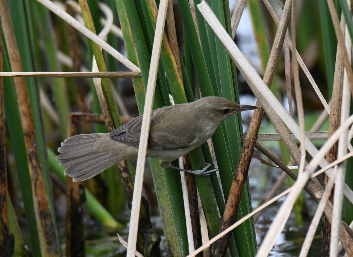 קנית אפריקנית - ML646283736