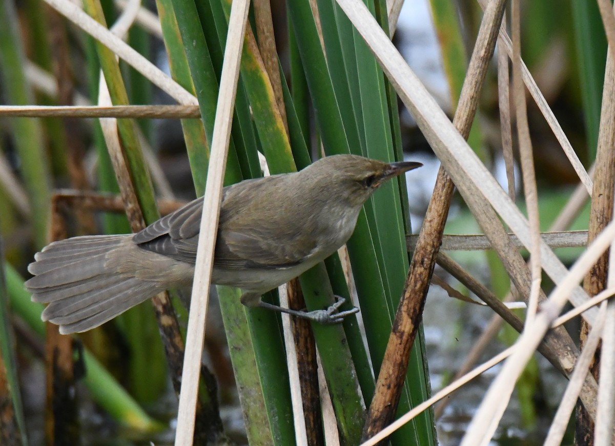 קנית אפריקנית - ML646283738