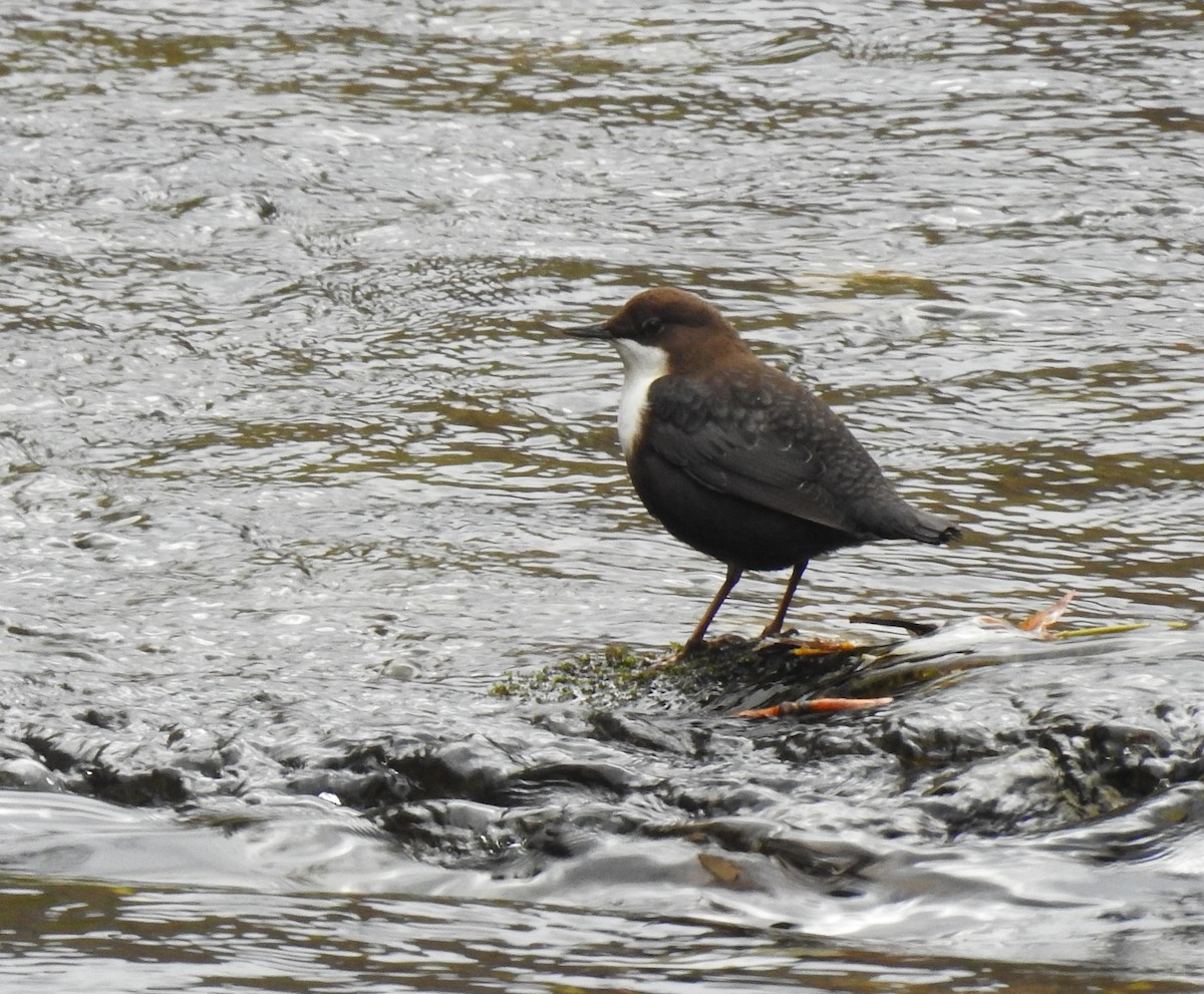 White-throated Dipper - ML646283741