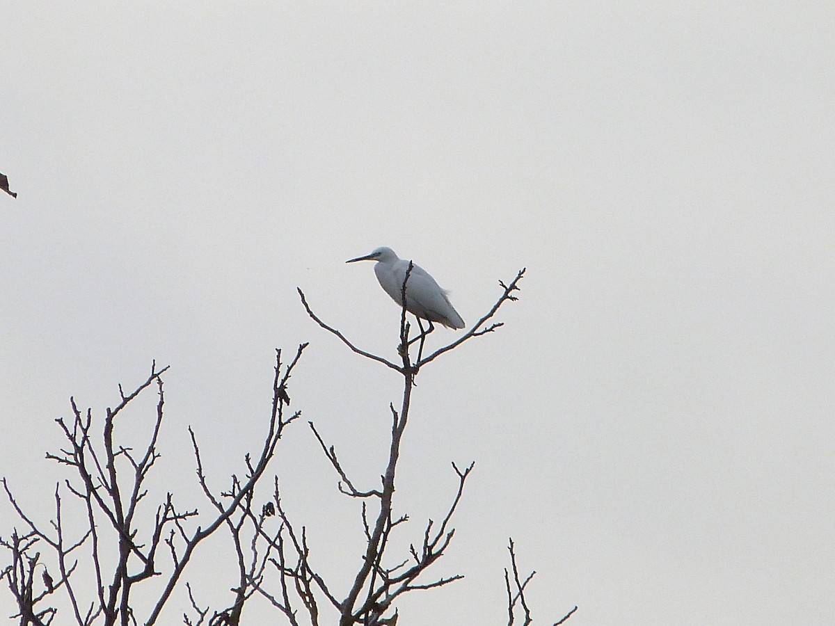 Aigrette garzette - ML646283744