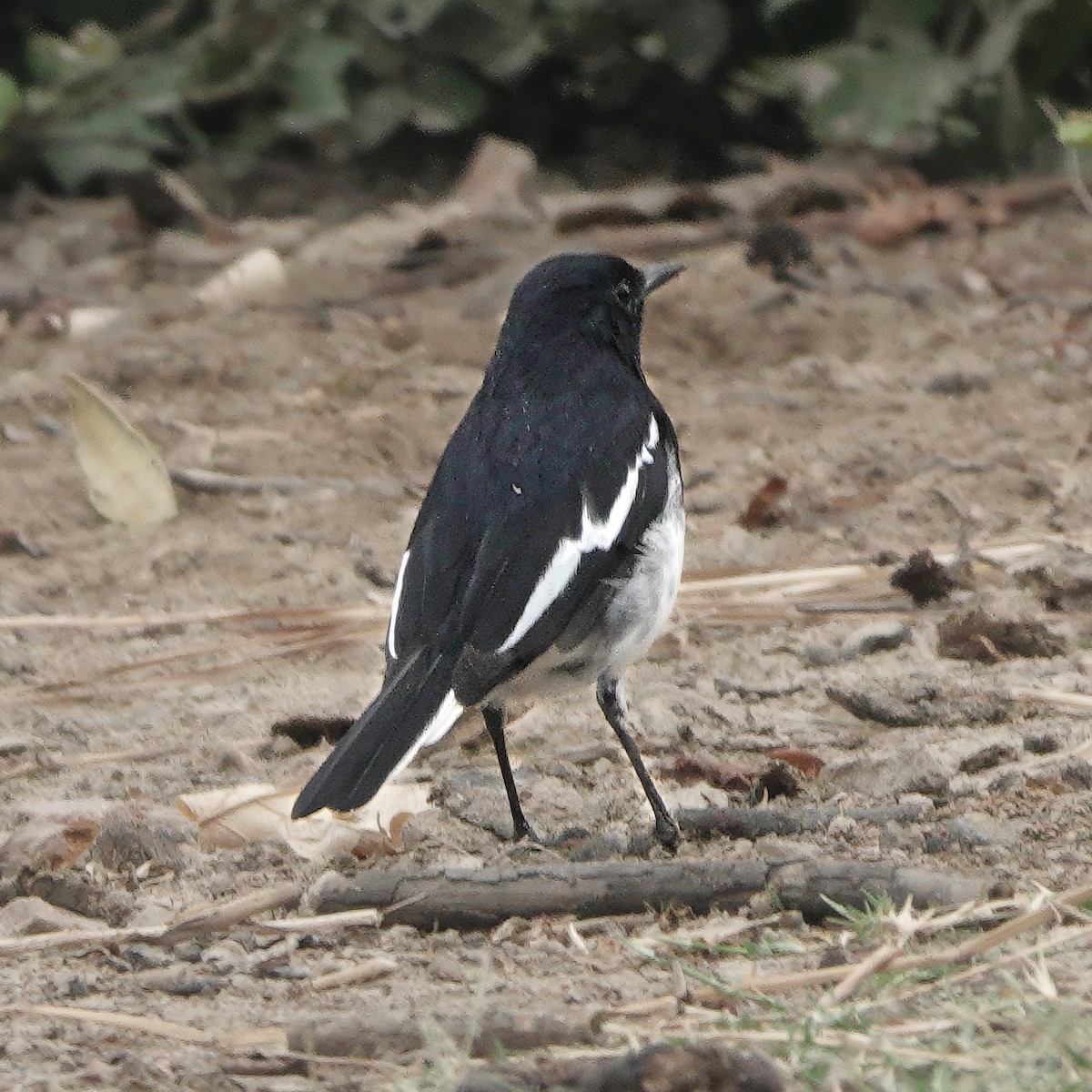 Oriental Magpie-Robin - ML646283745