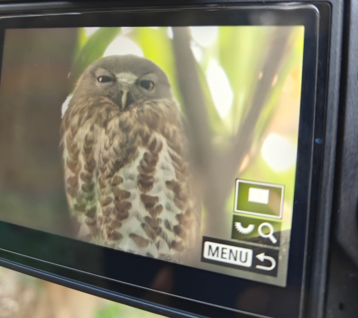 Brown Boobook - ML646283757