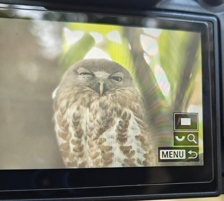 Brown Boobook - ML646283758