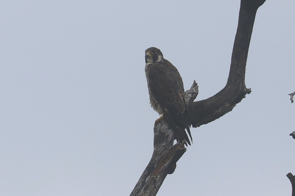 sokol stěhovavý - ML646283759