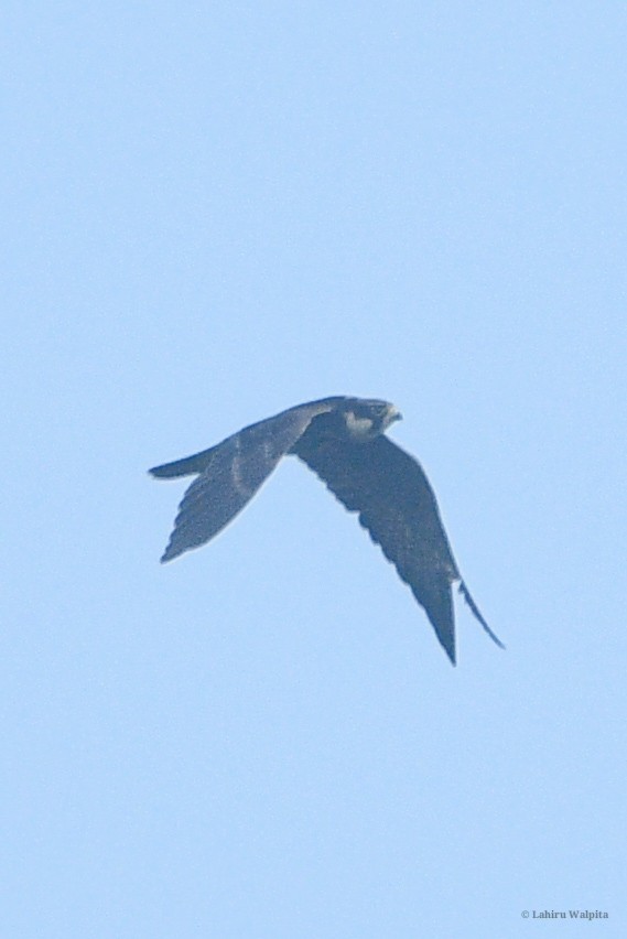 Eurasian Hobby - ML646283763